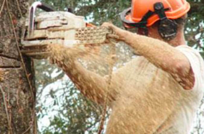 Certified Arborist in Orlando