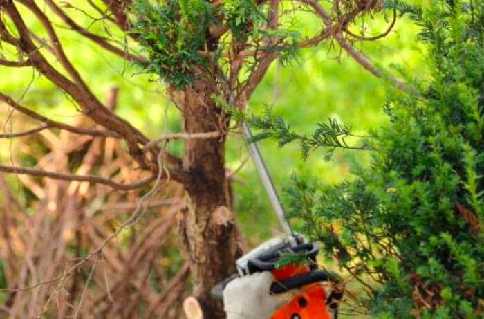 Certified arborists: chainsaw cutting down tree limbs