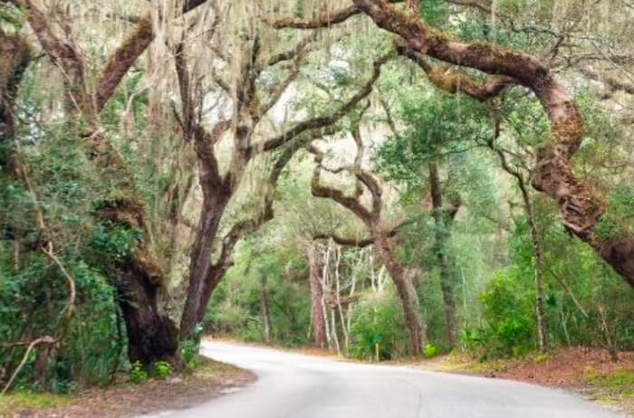 How winter affects trees: Florida trees onside a road during the winter