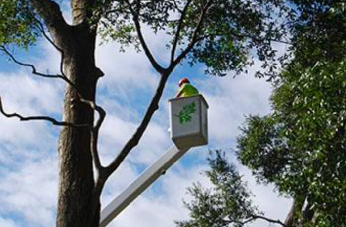 Regular Tree Trimming