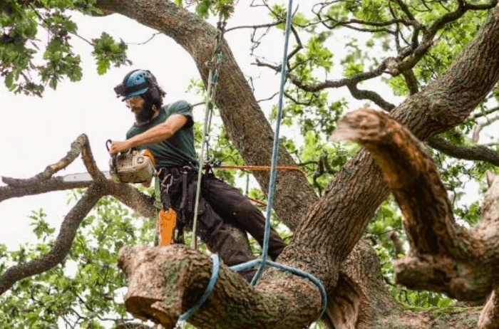 Tree Care: Man cutting off tree limbs to help maintain the tree health before winter