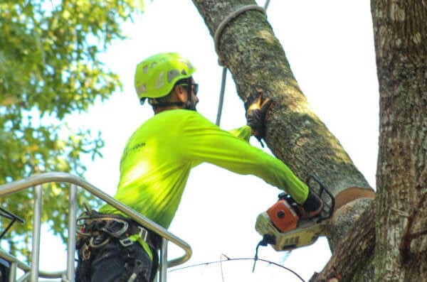 Arboriculture Safety