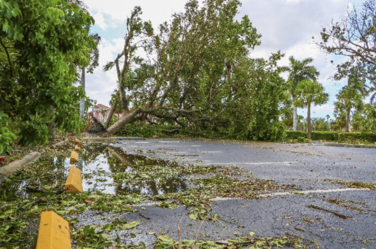 Hurricane Tree Safety