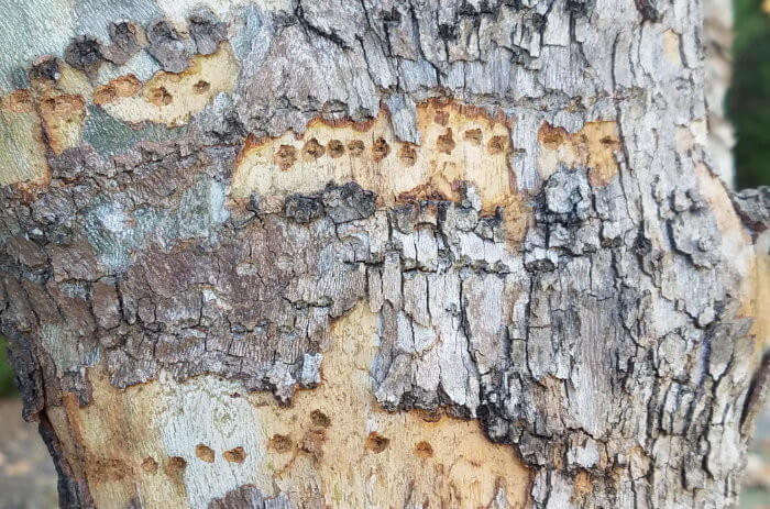 Pest Damage in Trees
