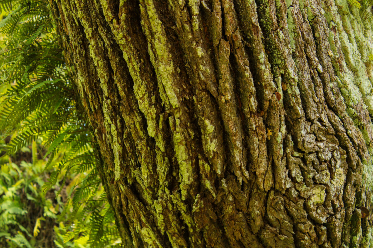 closeup of green moss covered live oak bark