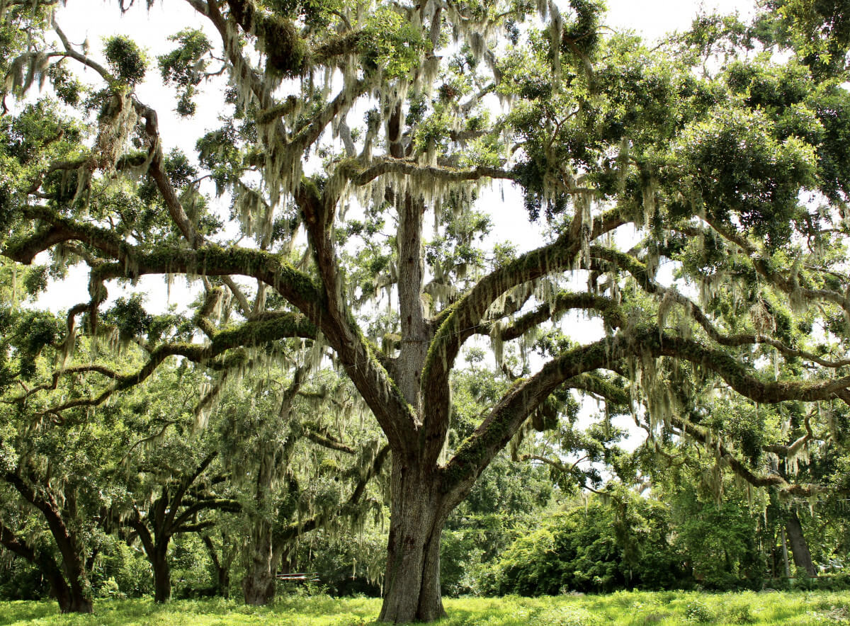 sprawling live oak with draping spanish moss