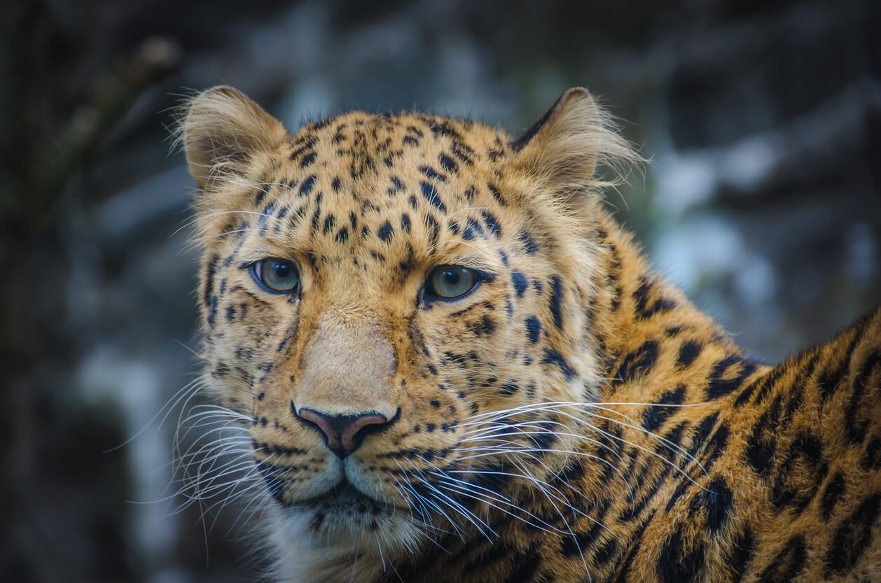 edinburgh zoo edinburgh leopard