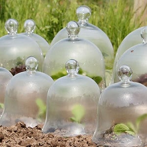 glass bell cloches