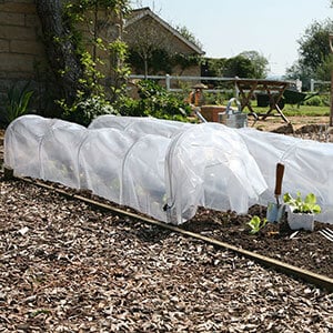 tunnel cloches protecting rows of plants