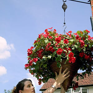 Hanging Basket With Hilo
