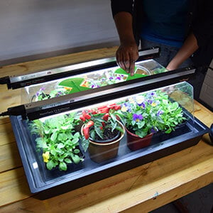 Sowing in a Monotop Propagator With Lights