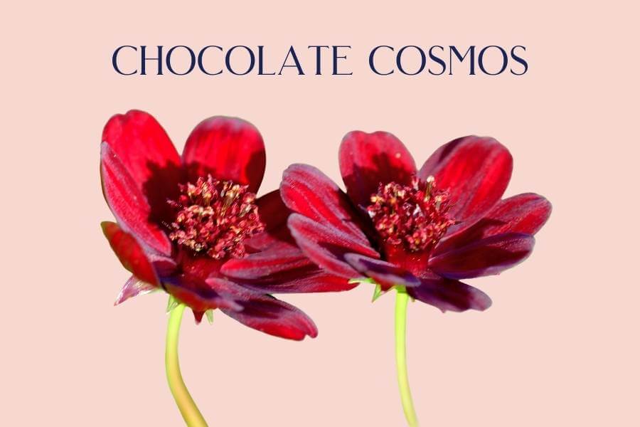 Chocolate Cosmos - Fabulous flowers and Gifts