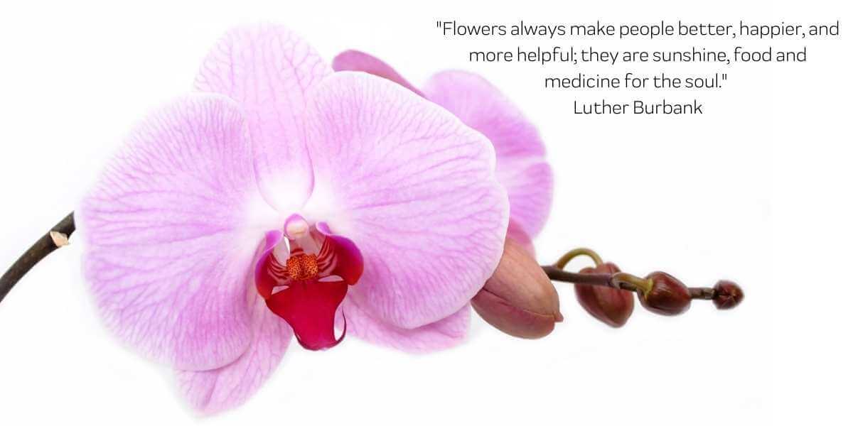 Online florist | Fabulous Flowers