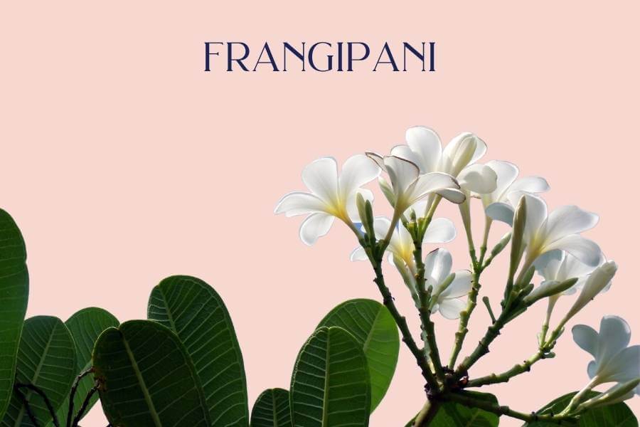 Fragipani - The World's Best-Smelling Flowers - Fabulous Flowers and Gifts