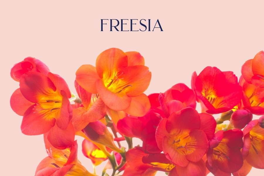 Freesia - Fabulous Flowers and Gifts