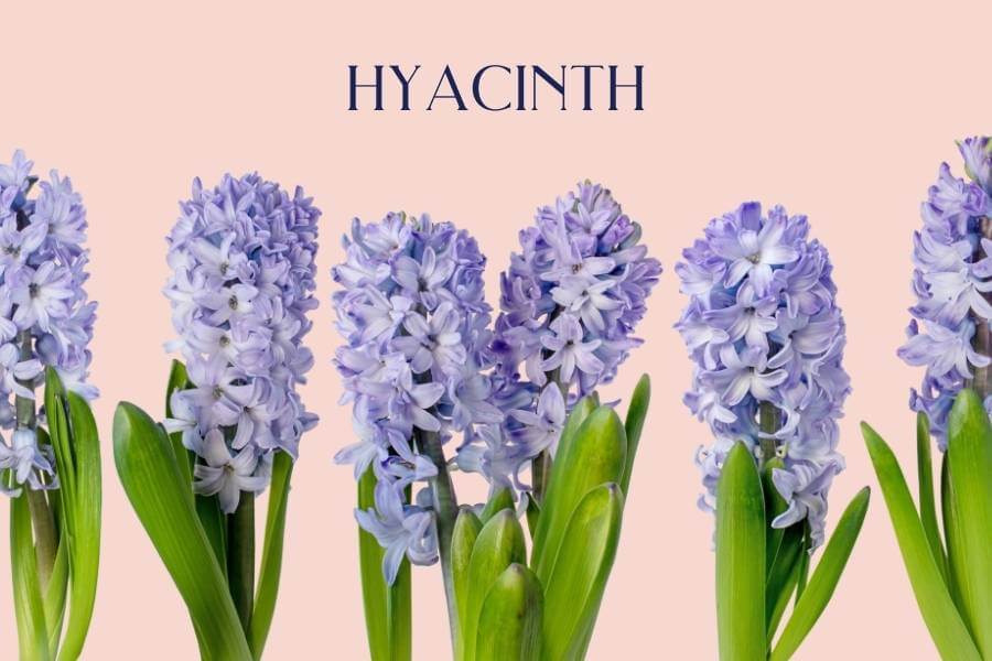 Hyacinth - Fabulous Flowers and Gifts