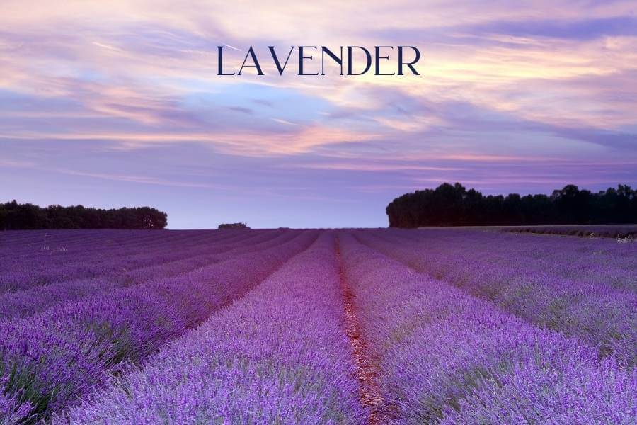 Lavender - Fabulous Flowers and Gifts