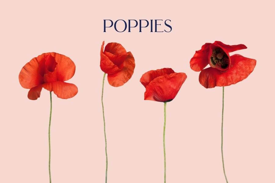 Poppy - Fabulous Flowers and Gifts