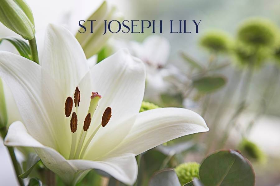 St Joseph Lily - Fabulous Flowers and Gifts