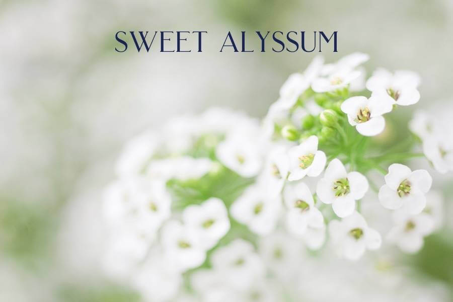 Sweet Alyssum - Fabulous Flowers and Gifts