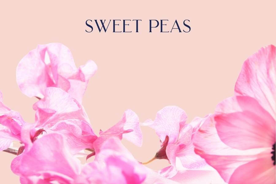 Sweet Peas - Fabulous Flowers and Gifts