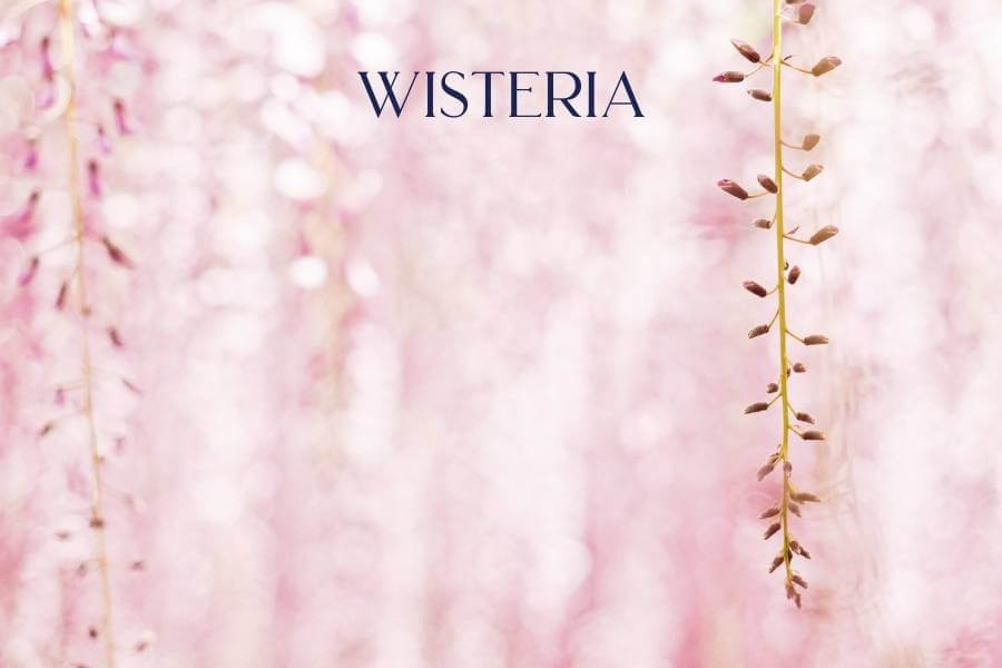 Wisteria - Fabulous Flowers and Gifts
