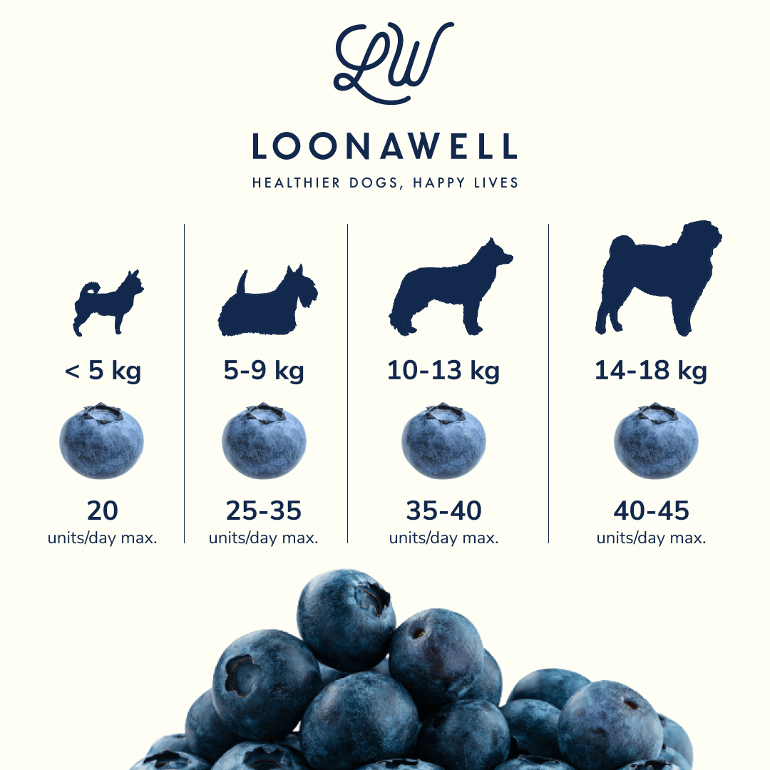 Benefits of blueberries for dogs