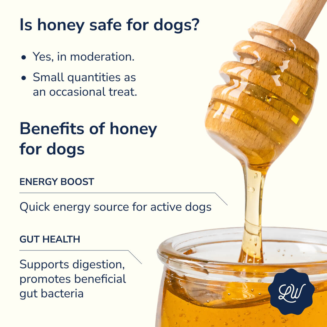 Honey for dogs explained by LOONAWELL