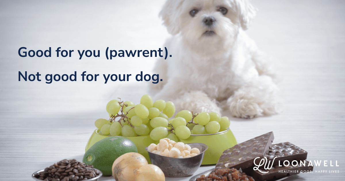 Dangers of sharing leftovers with your dog - What dogs shouldn't eat 2