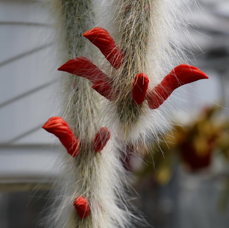 monkeys tail plant