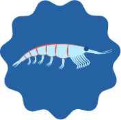What Is Krill Oil?