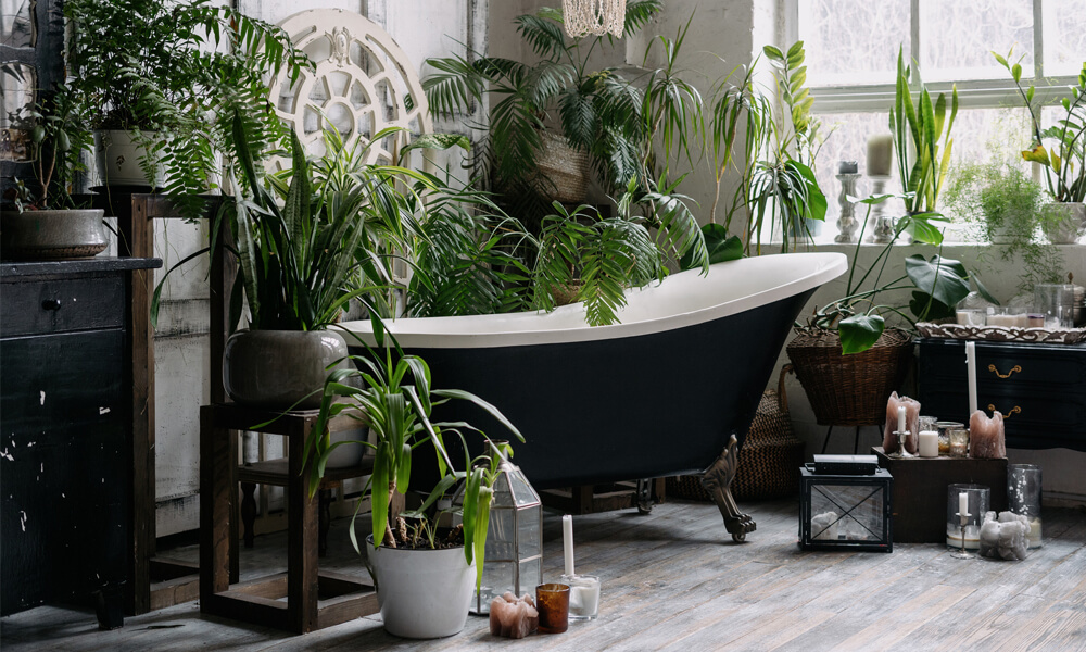 House Plants Creating an Indoor Jungle Vibe in Your Home Blog Image