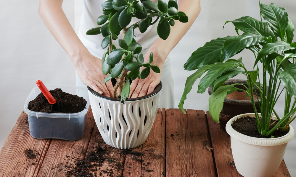 Indoor Plants Tips on How to Repot Your Indoor Plants Blog Image