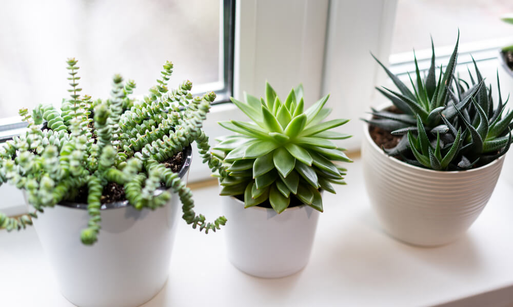 Succulent Planters Why Everyone Should Have Succulents in their Home Blog Image