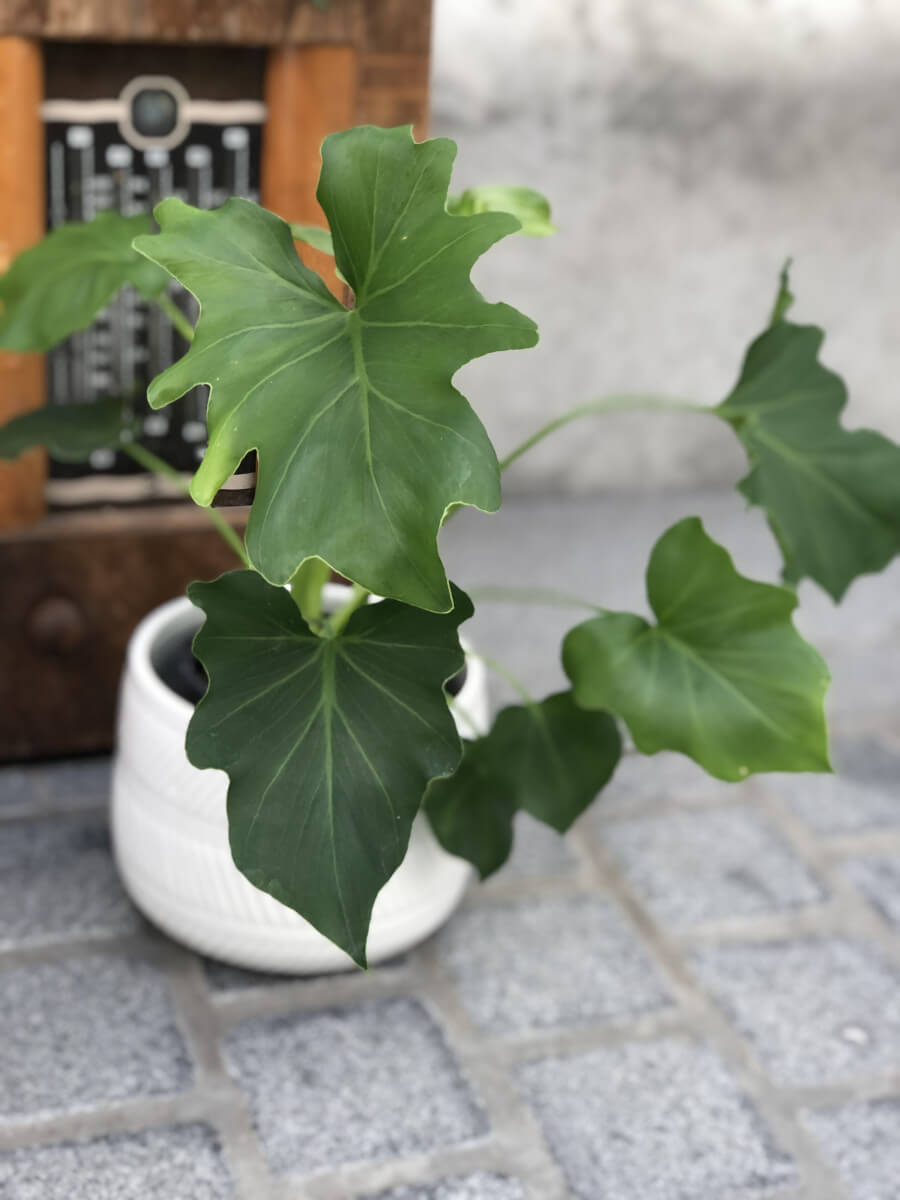 Philodendron hope