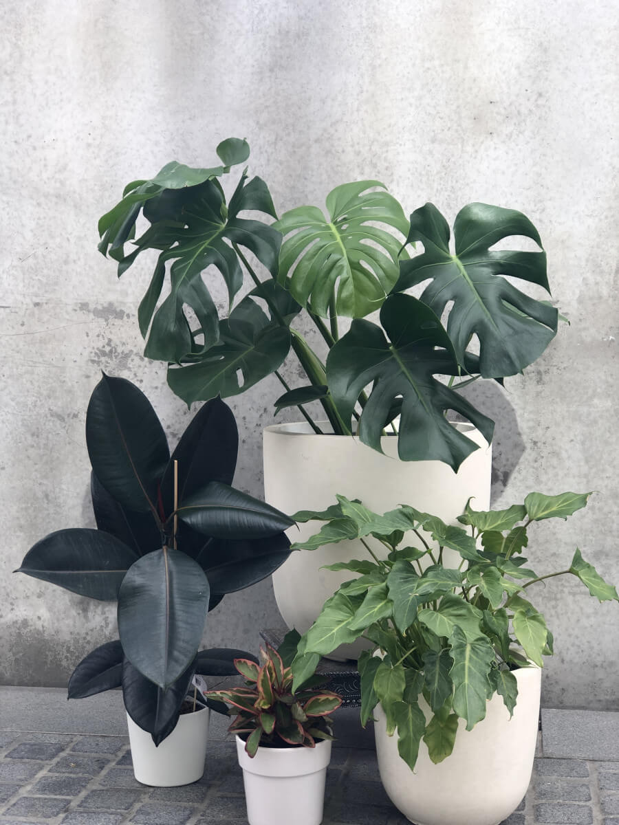 Plant styling
