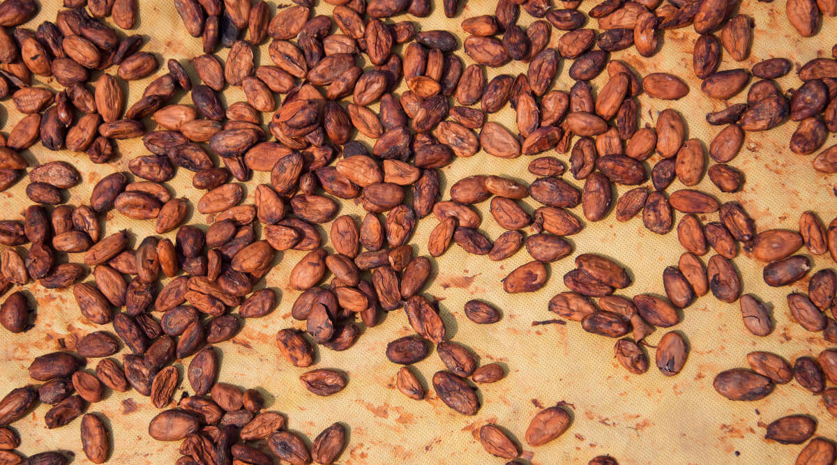 Brewed Cacao image