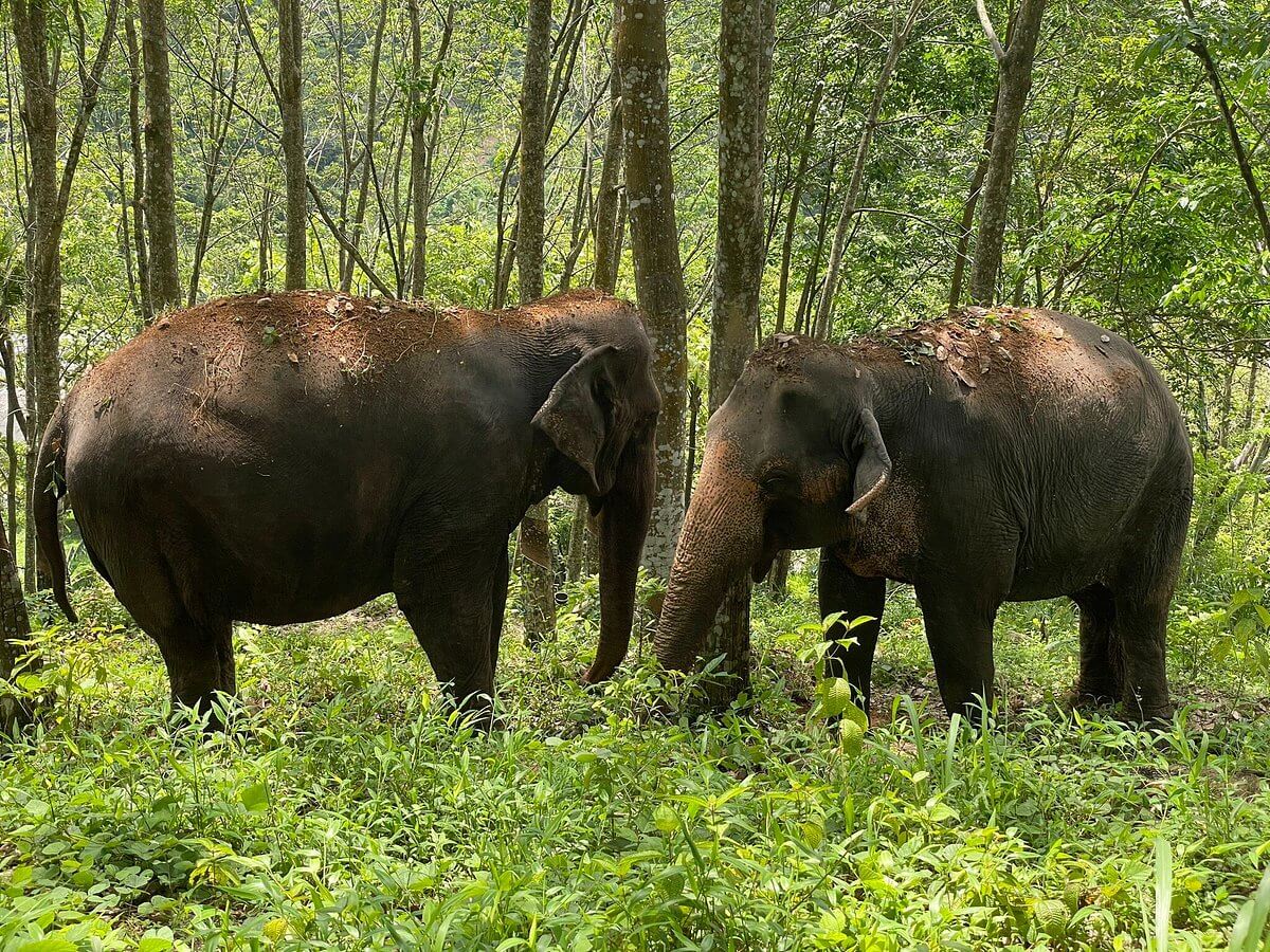Elephant Sanctuary Sri Lanka