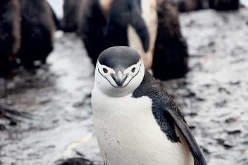 Chin Strap Beard Penguin