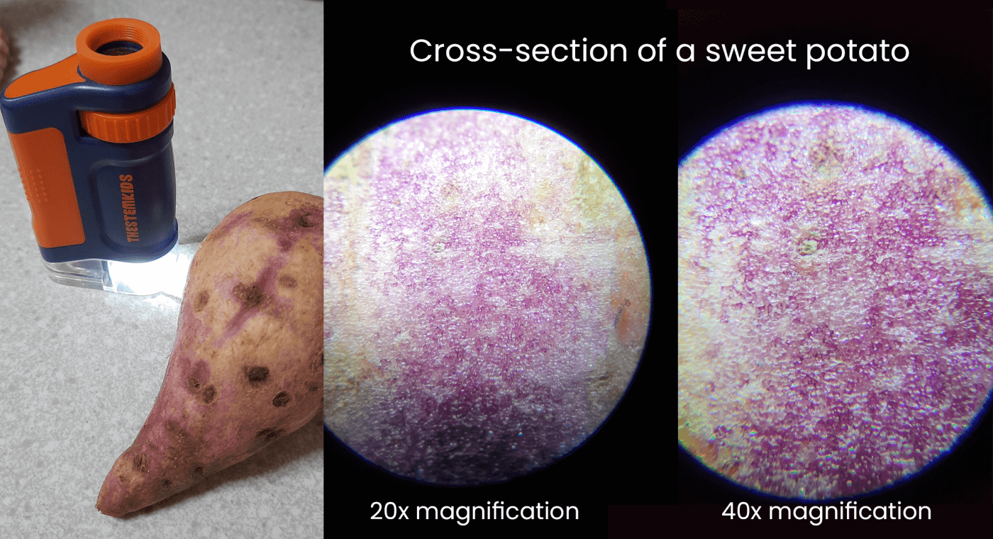 Sweet potato viewed under the STEMscope