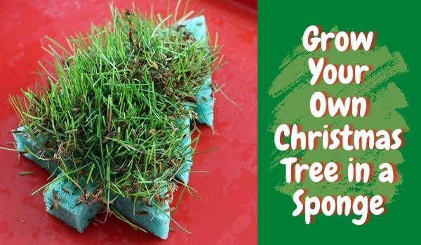 Grow Your Own Christmas Tree on a Sponge