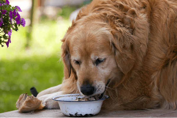 Adult Dog Eating Food