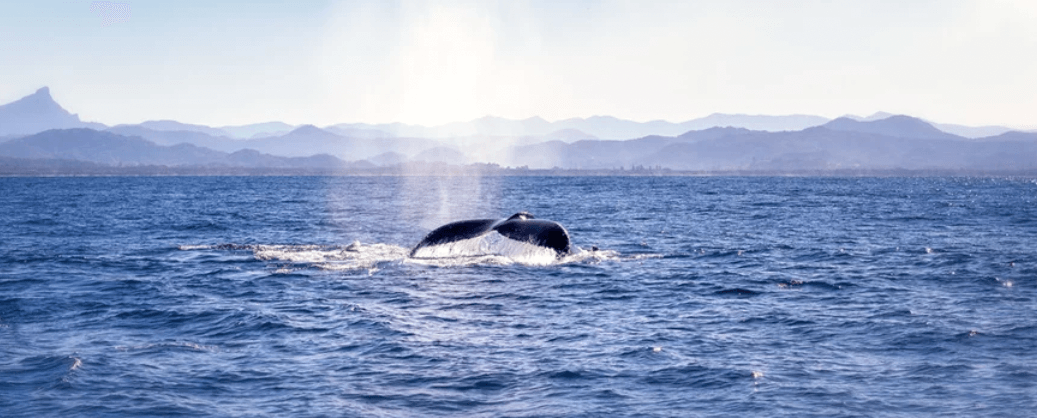 Humpback Whale Byron Bay