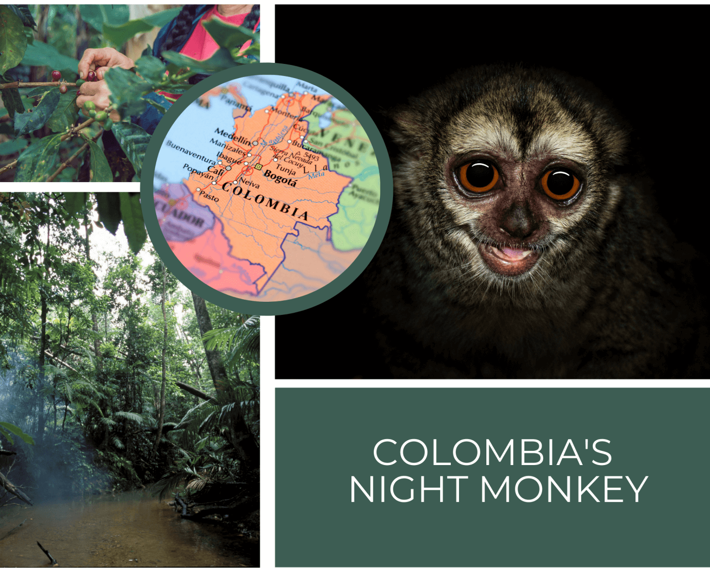 In the top left is someone picking a coffee plant. In the bottom left is a forest. in the top right is a night monkey, and in the bottom right it says Colombia's night monkey. In the center is Colombia on a map.