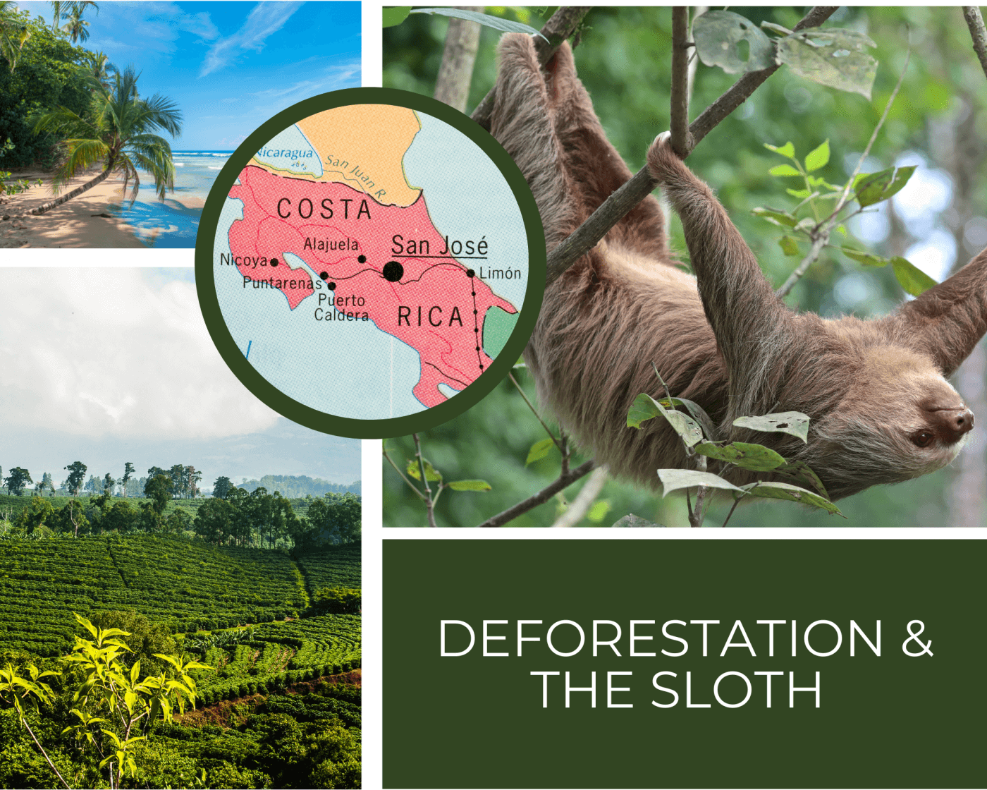 In the top left is a beach, and in the bottom left is a coffee farm. In the top right is a sloth, and in the bottom right it says deforestation & the sloth. In the center is Costa Rica on a map.