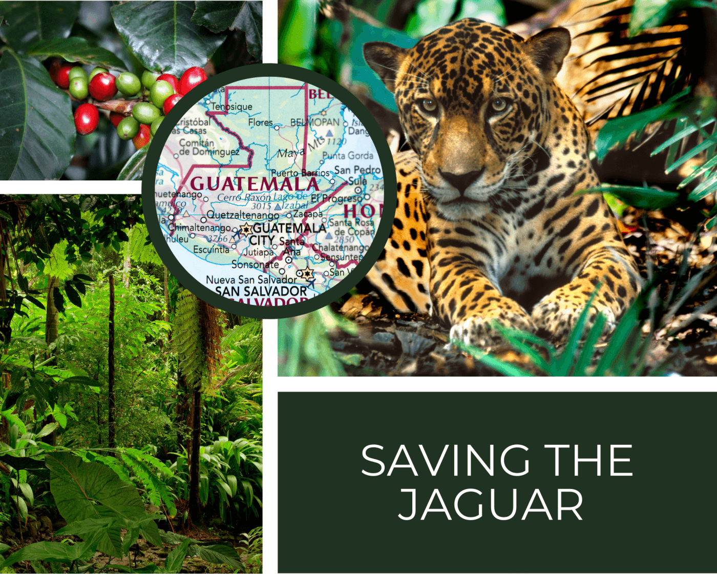 In the top left is a coffee plant, in the bottom left is a rainforest. In the top right is a jaguar, and in the bottom right is text saying saving the jaguar. In the center is Guatemala on a map.