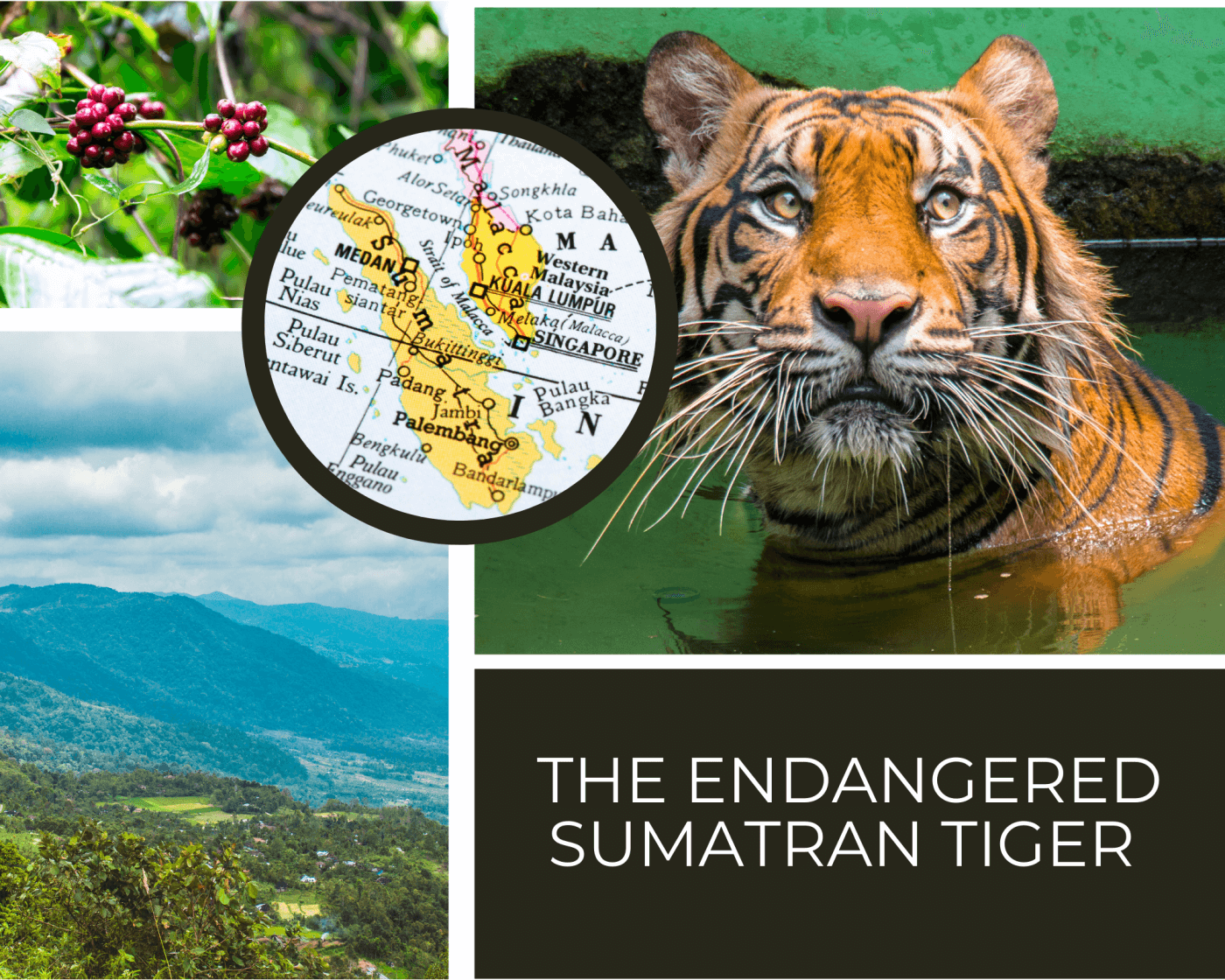 In the top left is a coffee plant. In the bottom right is a picture of the Sumatra landscape. On the top right is a tiger, and in the bottom right it says the endangered sumatran tiger. In the center is Sumatra on a map.