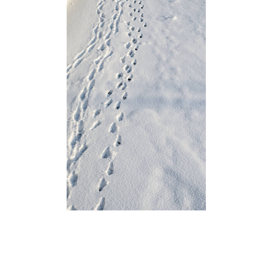 Animal footprints in the snoq