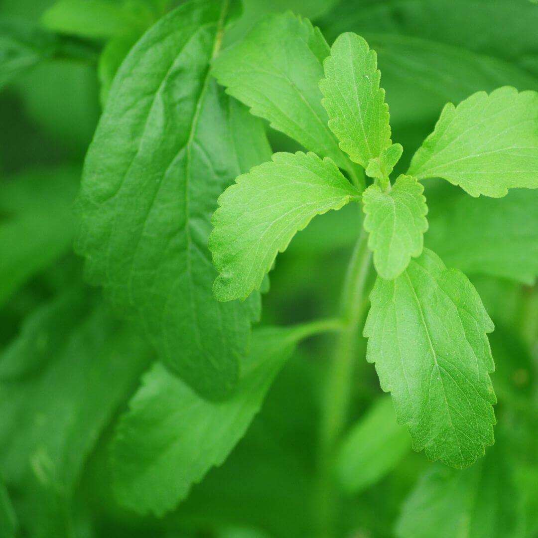 Is stevia an endocrine disruptor