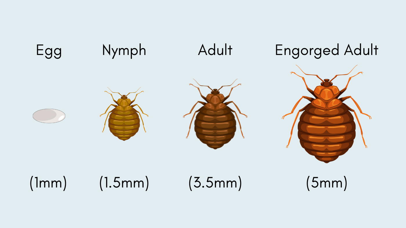 bed bug life stages